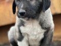 koca cüsseli kangal bebekler