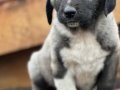 koca cüsseli kangal bebekler