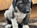 koca cüsseli kangal bebekler