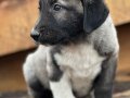 koca cüsseli kangal bebekler