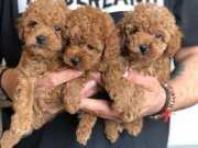 Çiftliğimizden Kendi Poodle Yavrularımız