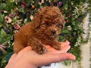 Poodle akademi