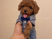 Poodle akademi