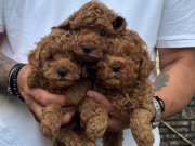 Poodle akademi 