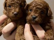 Poodle akademi