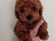 Poodle Akademi Safkan Poodle Yavrularımız