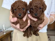 TEACUP KORE YAVRULARIMIZ