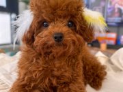Poodle akademi Red Brown Poodle