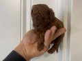 Efsane Toy Poodle yavrularımız hazır