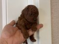 Efsane Toy Poodle yavrularımız hazır