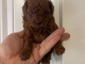 Efsane Toy Poodle yavrularımız hazır