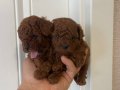 Efsane Toy Poodle yavrularımız hazır