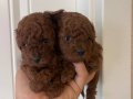 Efsane Toy Poodle yavrularımız hazır