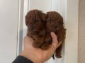 Efsane Toy Poodle yavrularımız hazır