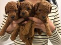 Yine Efsane Minyatür Poodle Yavrularımız Hazır