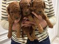 Yine Efsane Minyatür Poodle Yavrularımız Hazır