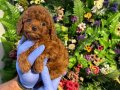 Poodle akademi