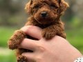 Poodle akademi