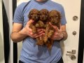 Poodle akademi
