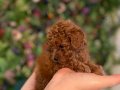Poodle akademi
