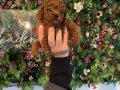 Poodle akademi