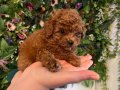 Poodle akademi