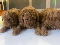 Poodle akademi