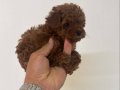 Poodle Akademi Özel Poodle Yavrularımız