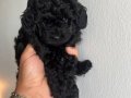 Poodle Akademi Özel Poodle Yavrularımız