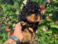 Poodle Akademi Özel Poodle Yavrularımız
