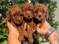 Poodle Akademi Özel Poodle Yavrularımız