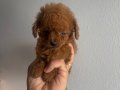 Poodle Akademi Özel Poodle Yavrularımız