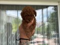 Poodle Akademi Özel Poodle Yavrularımız