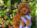 Poodle Akademi Özel Poodle Yavrularımız