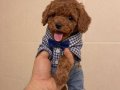 Poodle akademi