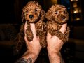 Poodle akademi