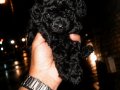 Poodle akademi