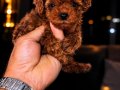 Poodle akademi