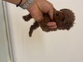 Poodle akademi