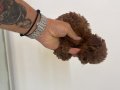 Poodle akademi