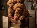 Poodle akademi