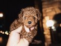 Poodle akademi