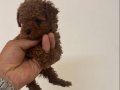 Poodle akademi 