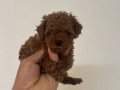 Poodle akademi 