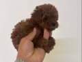 Poodle akademi 