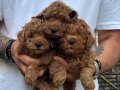 Poodle akademi 