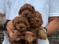Poodle akademi 