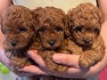Poodle akademi 