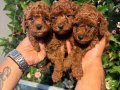 Poodle akademi 