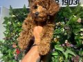 Poodle akademi 